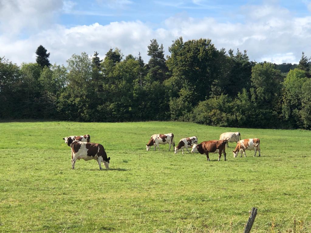 Circuits courts : l'exemple du lait "produit de montagne" Circuits courts exemple